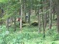 IMG_3518.JPG